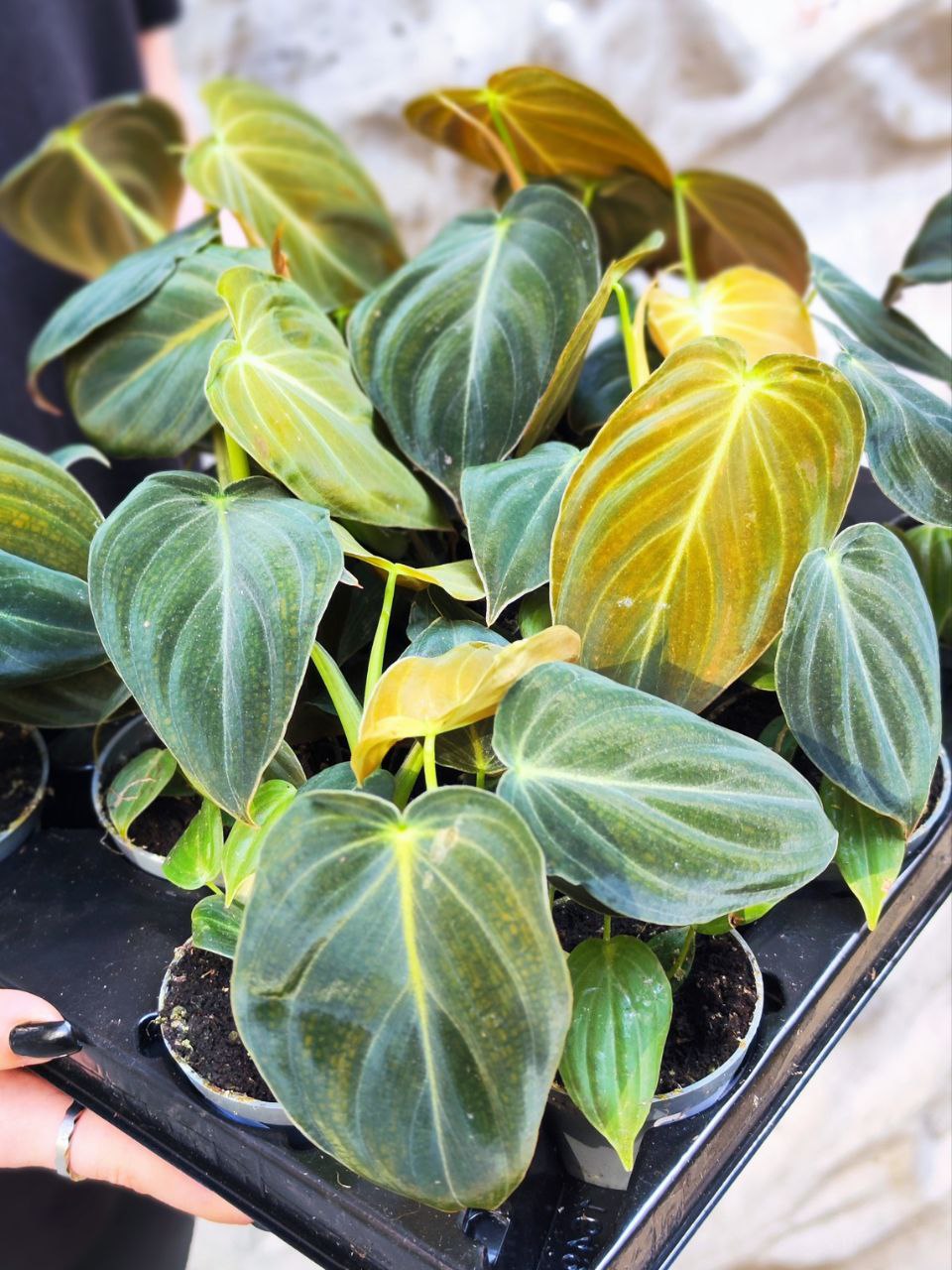 Филодендрон Меланохризум (Philodendron Melanochrysum) D6см