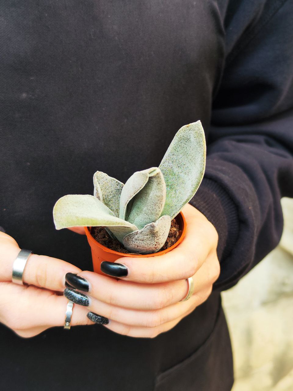 Крассула Гарнет Лотус (Crassula Garnet Lotus) D5см