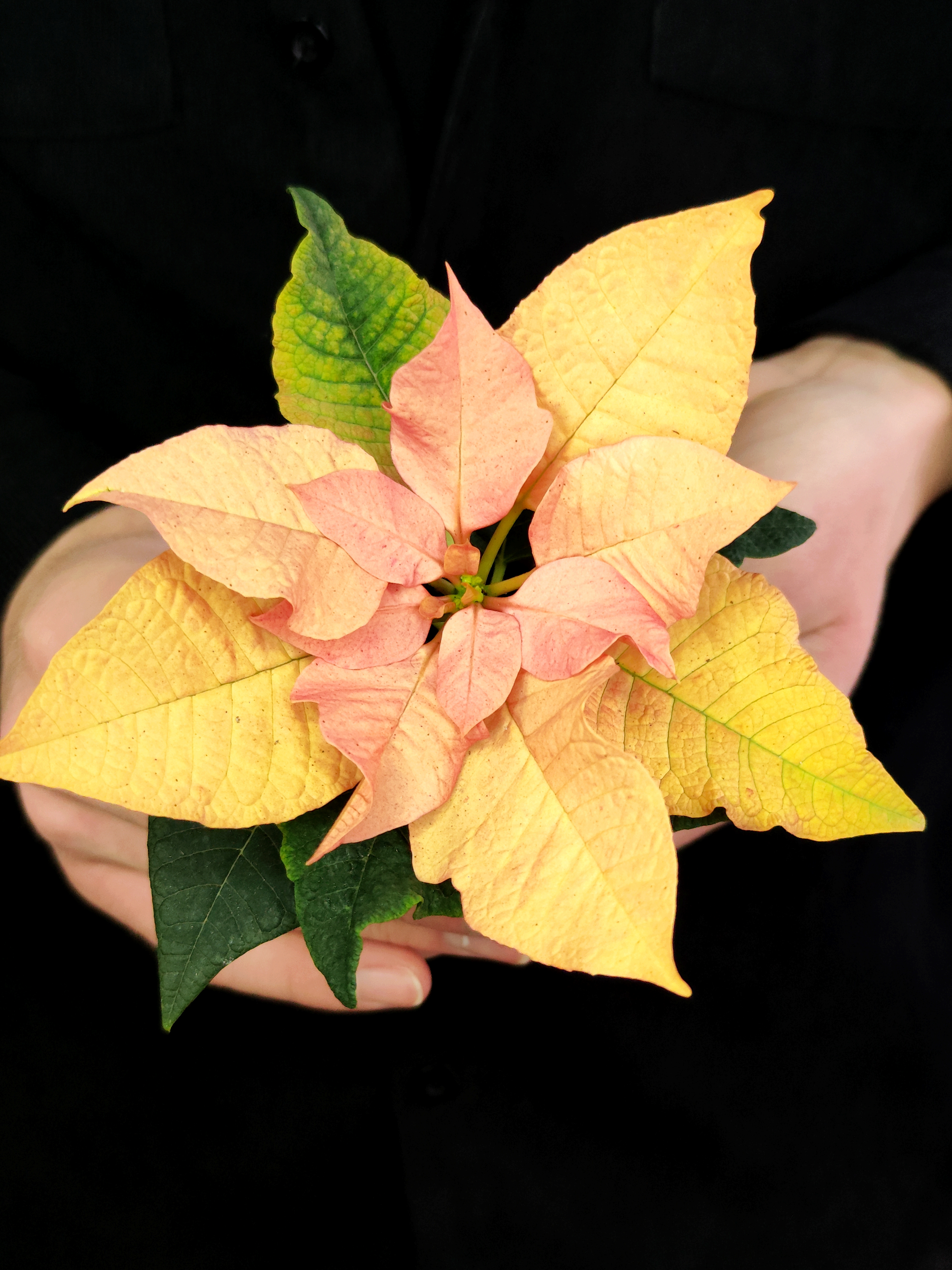 Пуансеттия Ванильно - Лимонная (Poinsettia Lemon Snow) D6см