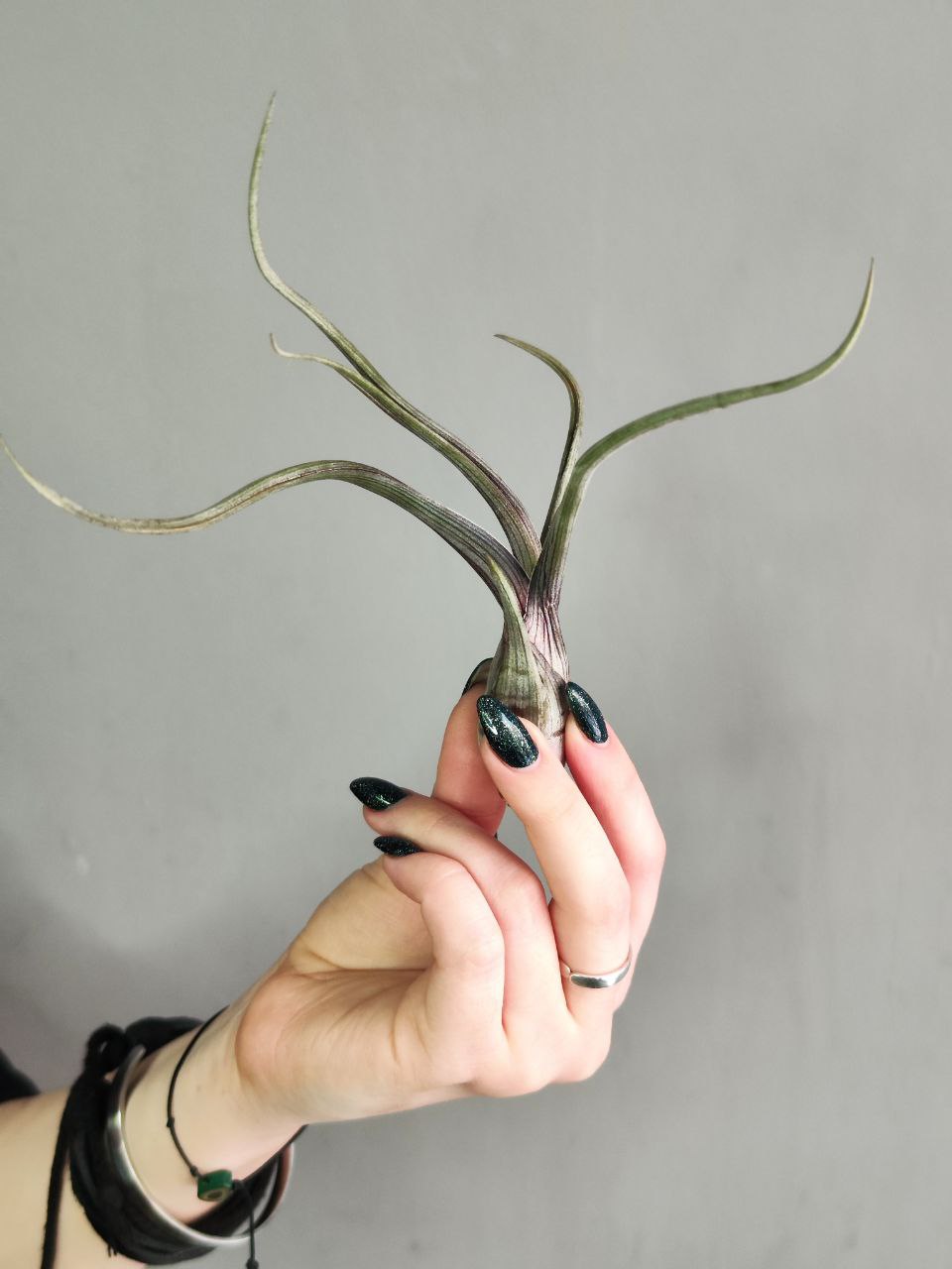 Тилландсия Псевдобалей (Tillandsia Pseudobaileyi)
