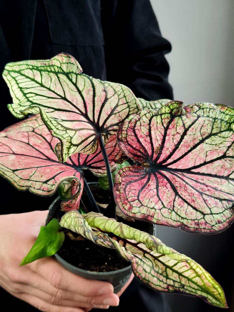 Каладиум Люси (Caladium Lucia) D12см