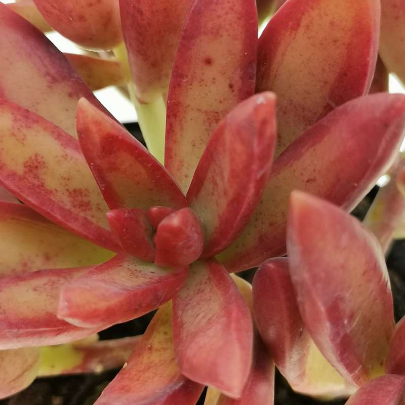 Седум Адольфа Ред (Sedum Adolphii Red) D5см