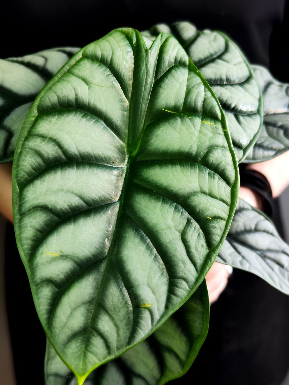 Алоказия Сильвер Драгон (Alocasia Silver Dragon) D11см