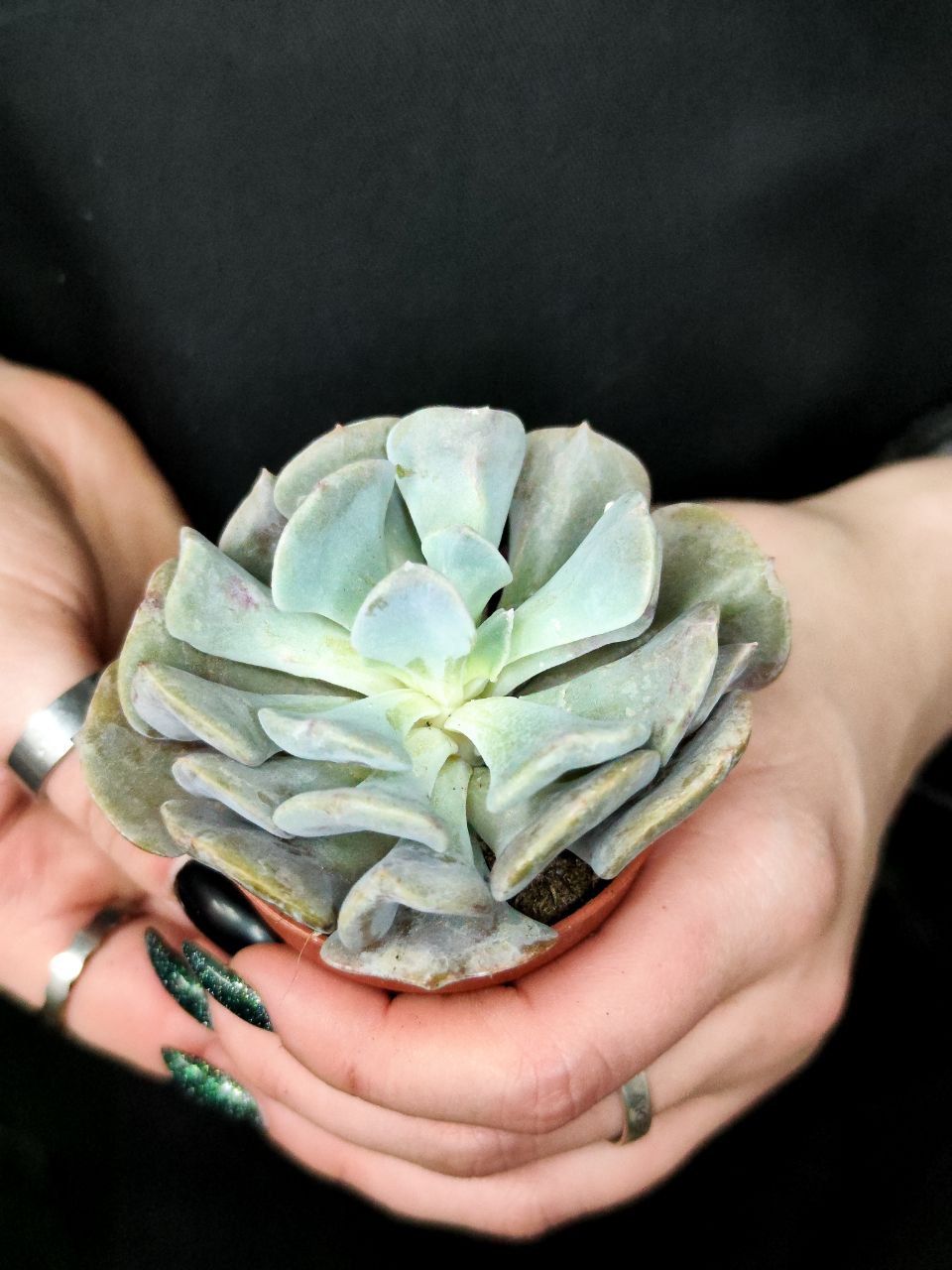 Эхеверия Кубик Фрост (Echeveria Cubic Frost) D5см