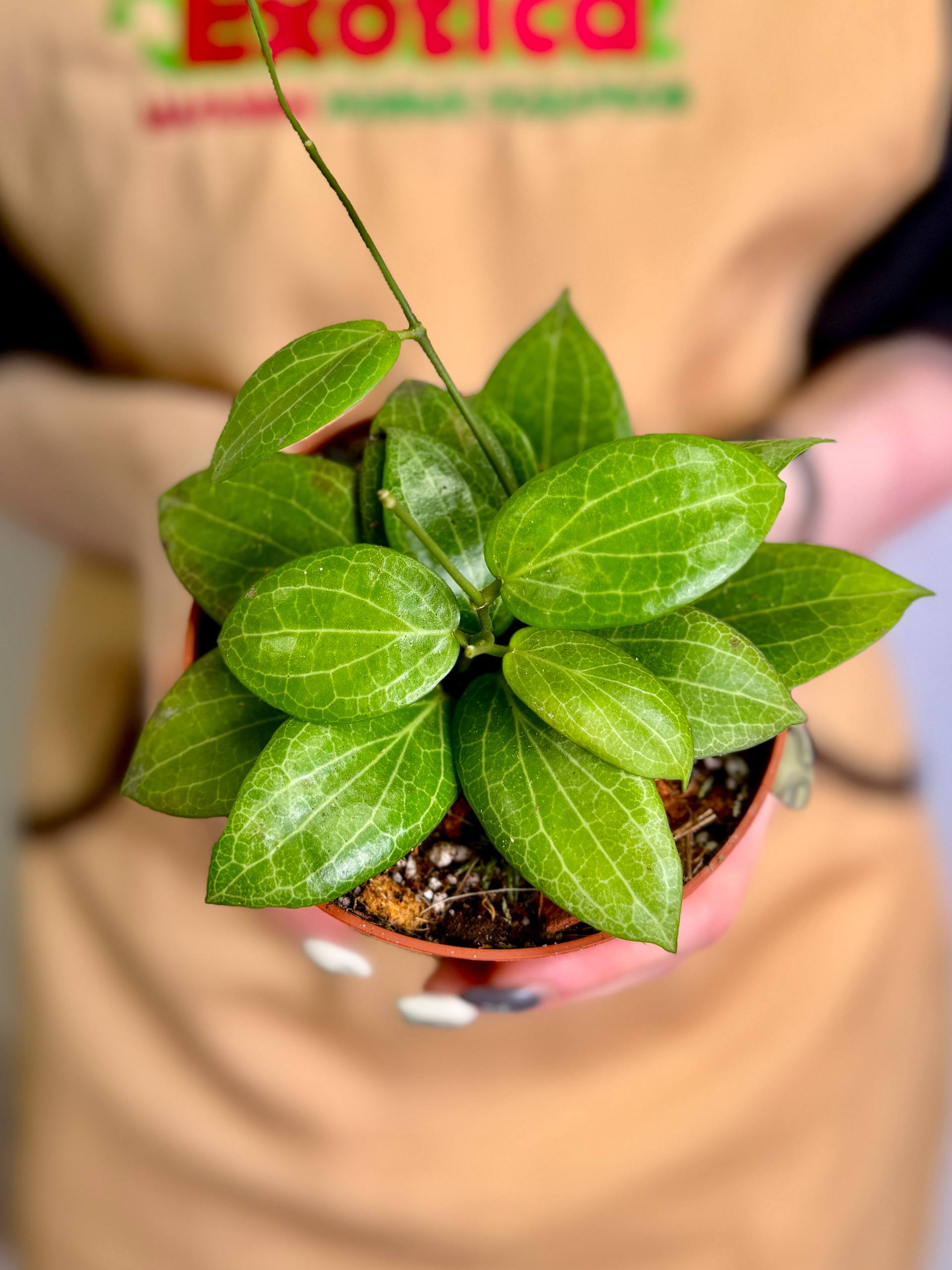 Хойя Фитчи (Hoya Fitchii) D10см