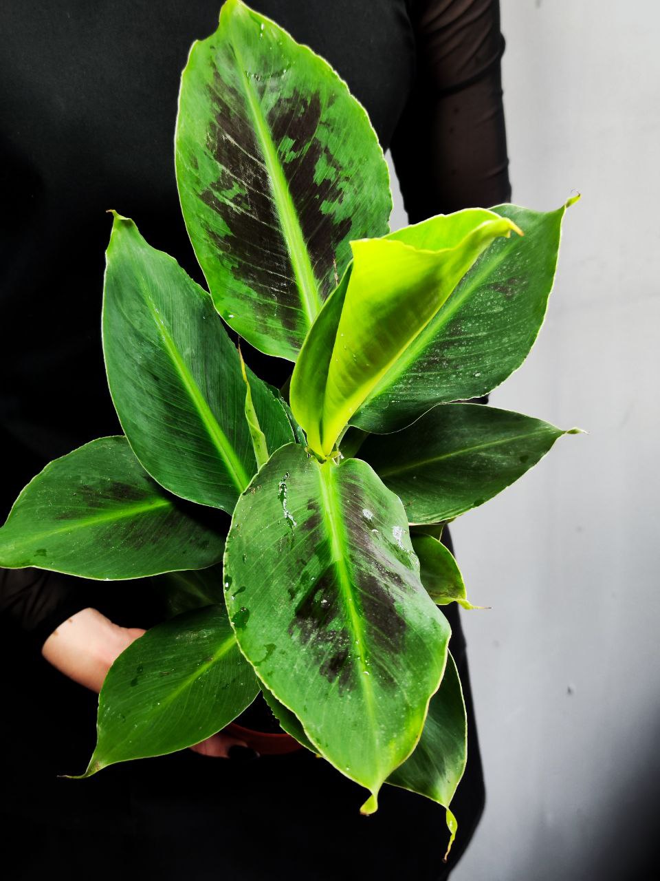 Комнатное Растение Банан (Musa Acuminata) D12см