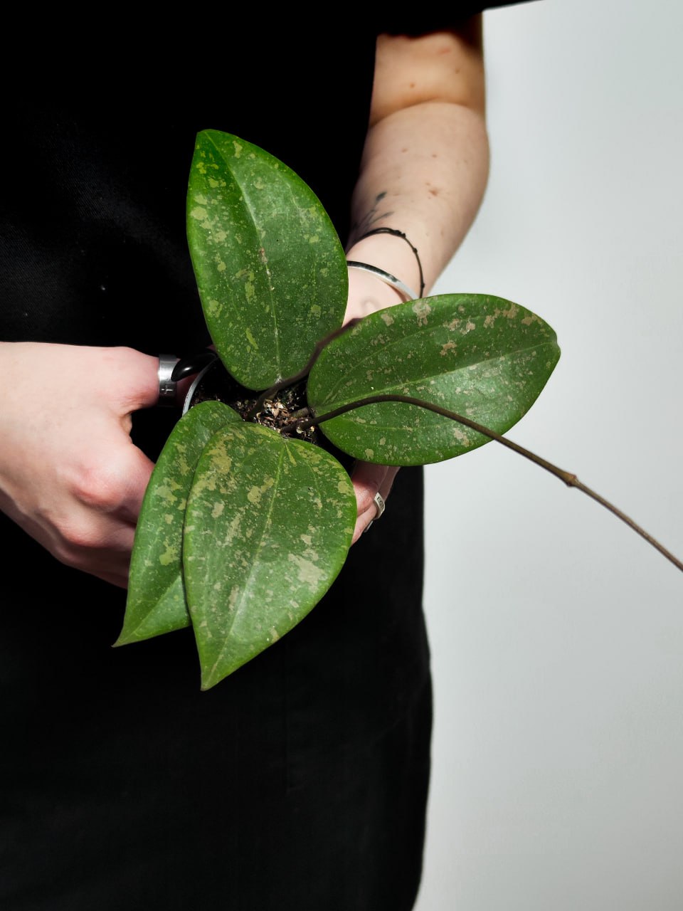 Хойя Виберджи (Hoya Wibergiae) D6см