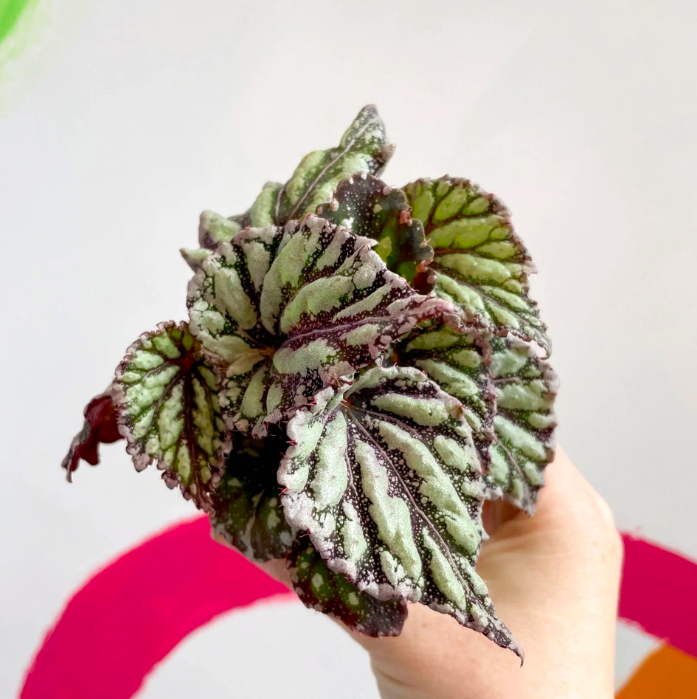 Бегония Рекс Дьюдроп (Begonia Rex Dew Drop) D6см