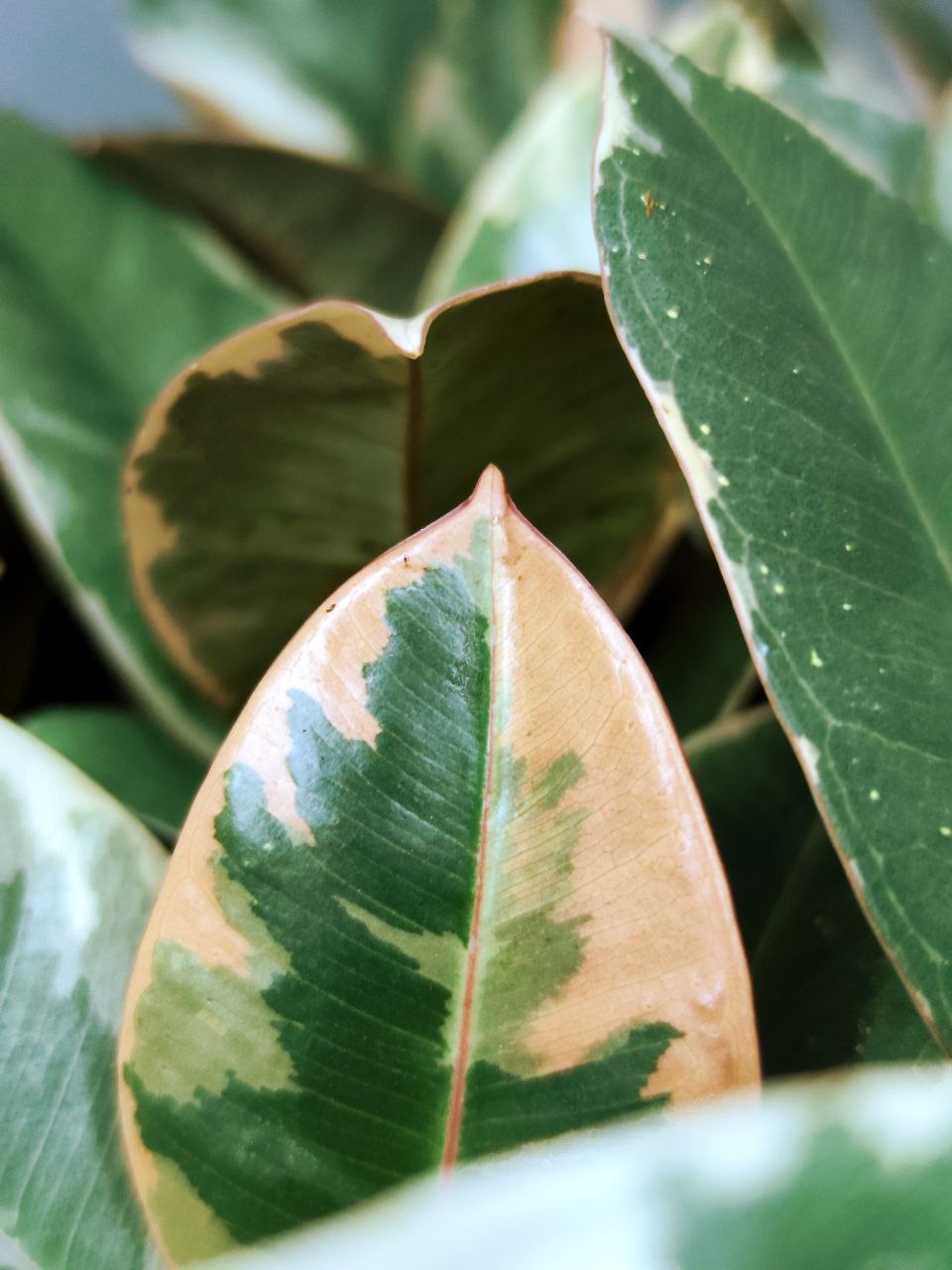 Фикус Эластика Тинеке (Ficus Elastica Tineke) D6см