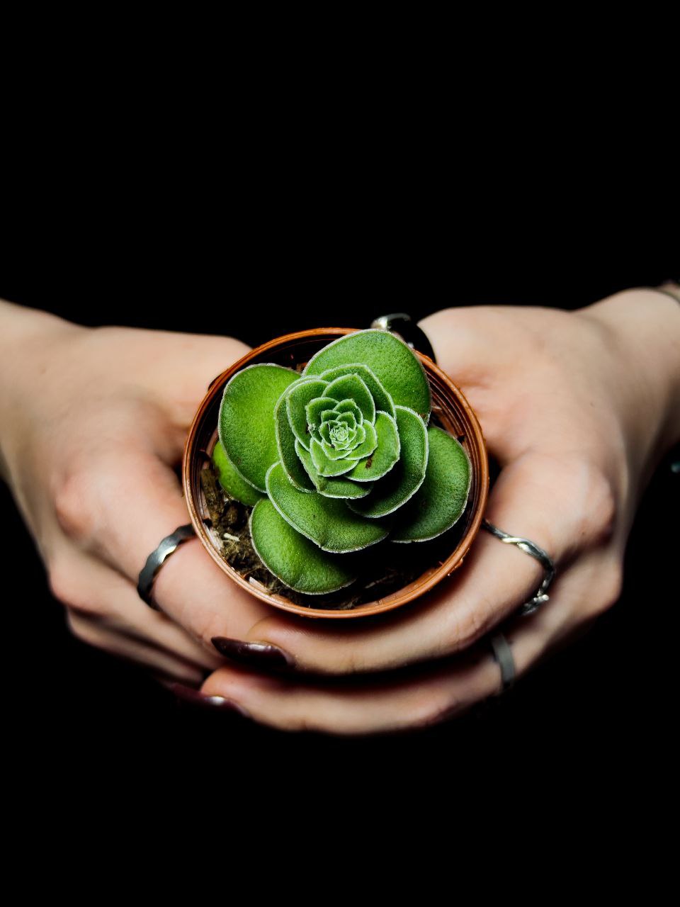 Крассула Капителла Туррита (Crassula Capitella Turrita) D5см
