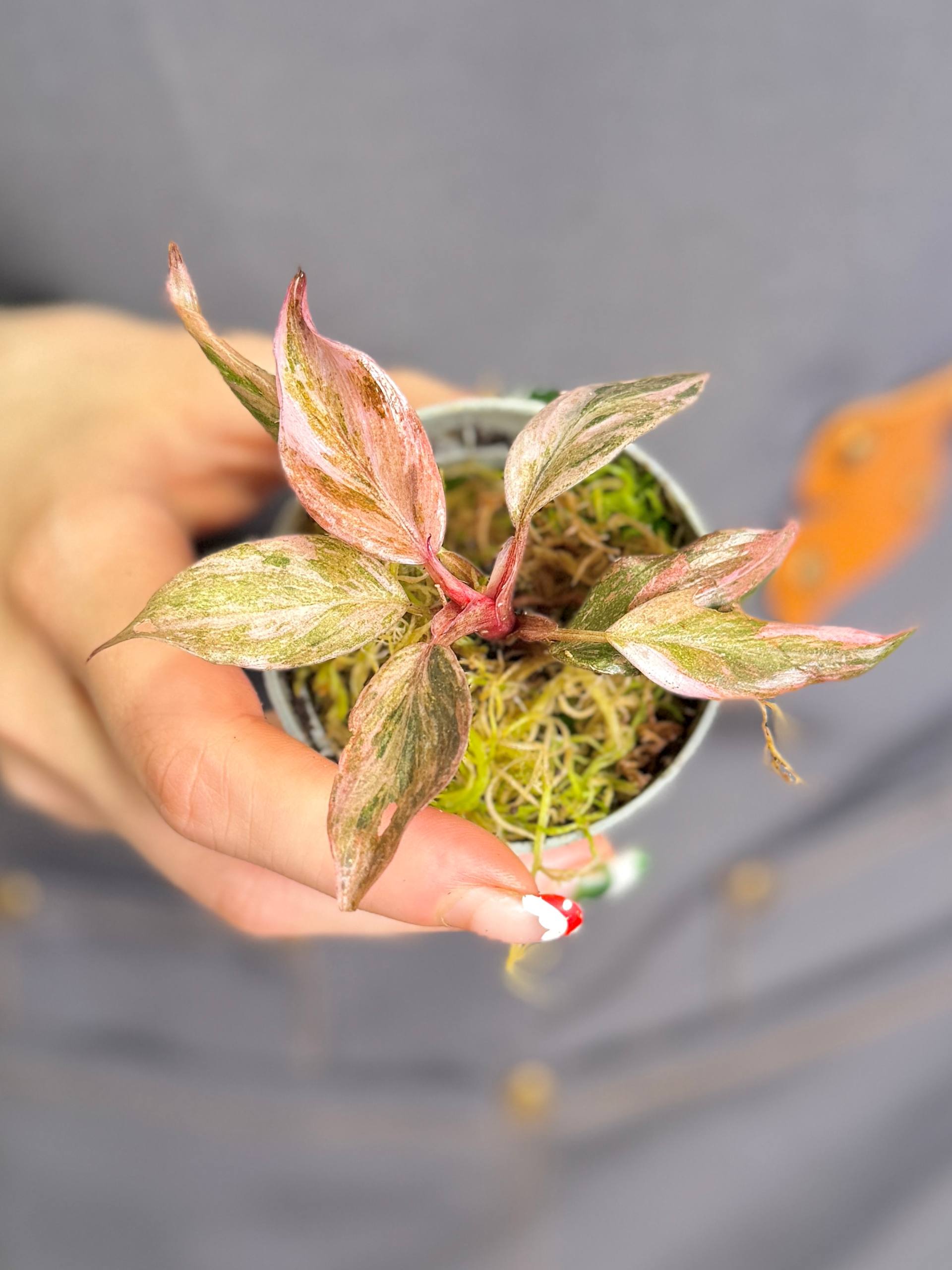 Филодендрон Файр Феникс (Philodendron Fire Phoenix) D6см