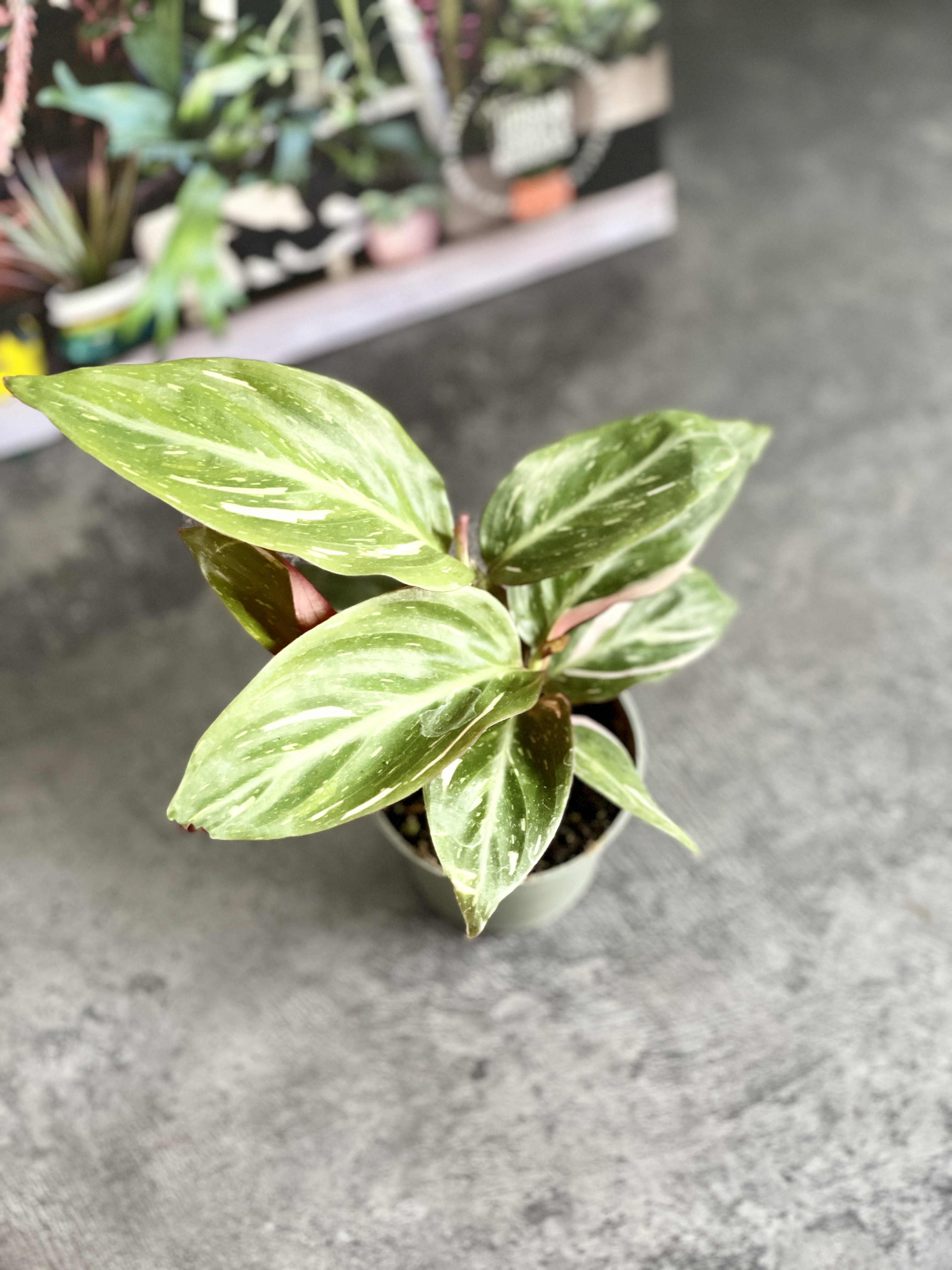Строманта Мэджик Стар (Stromanthe Magic Star) D6см