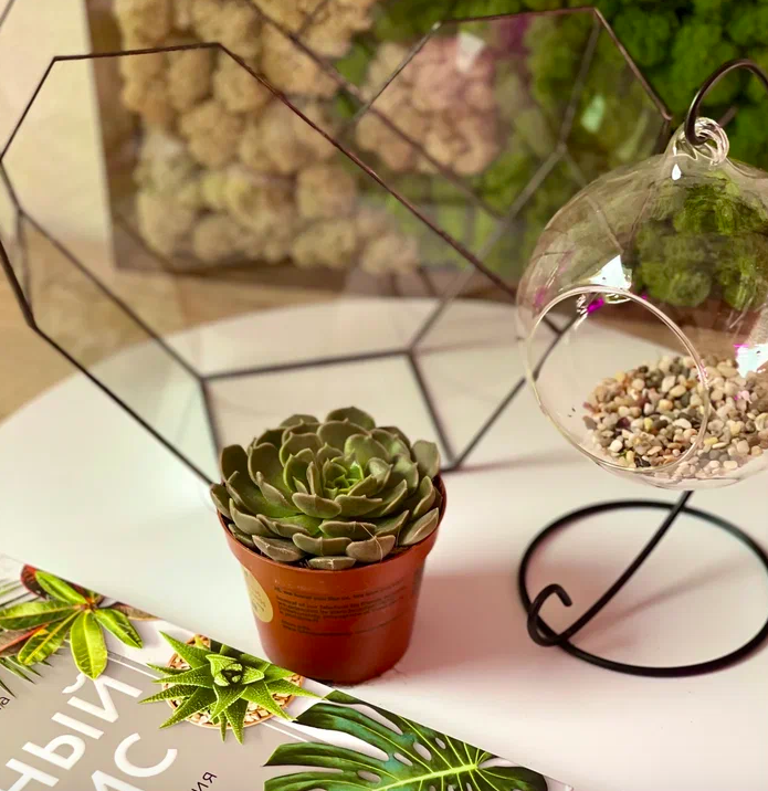 Эхеверия Браун Роуз (Echeveria Brown Rose) D8см
