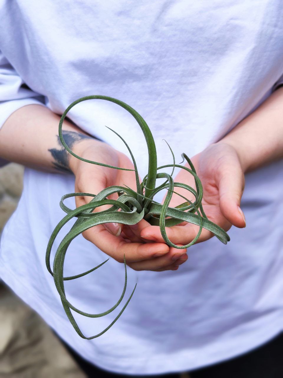 Тилландсия Курли Слим (Tillandsia Сurly Slim)