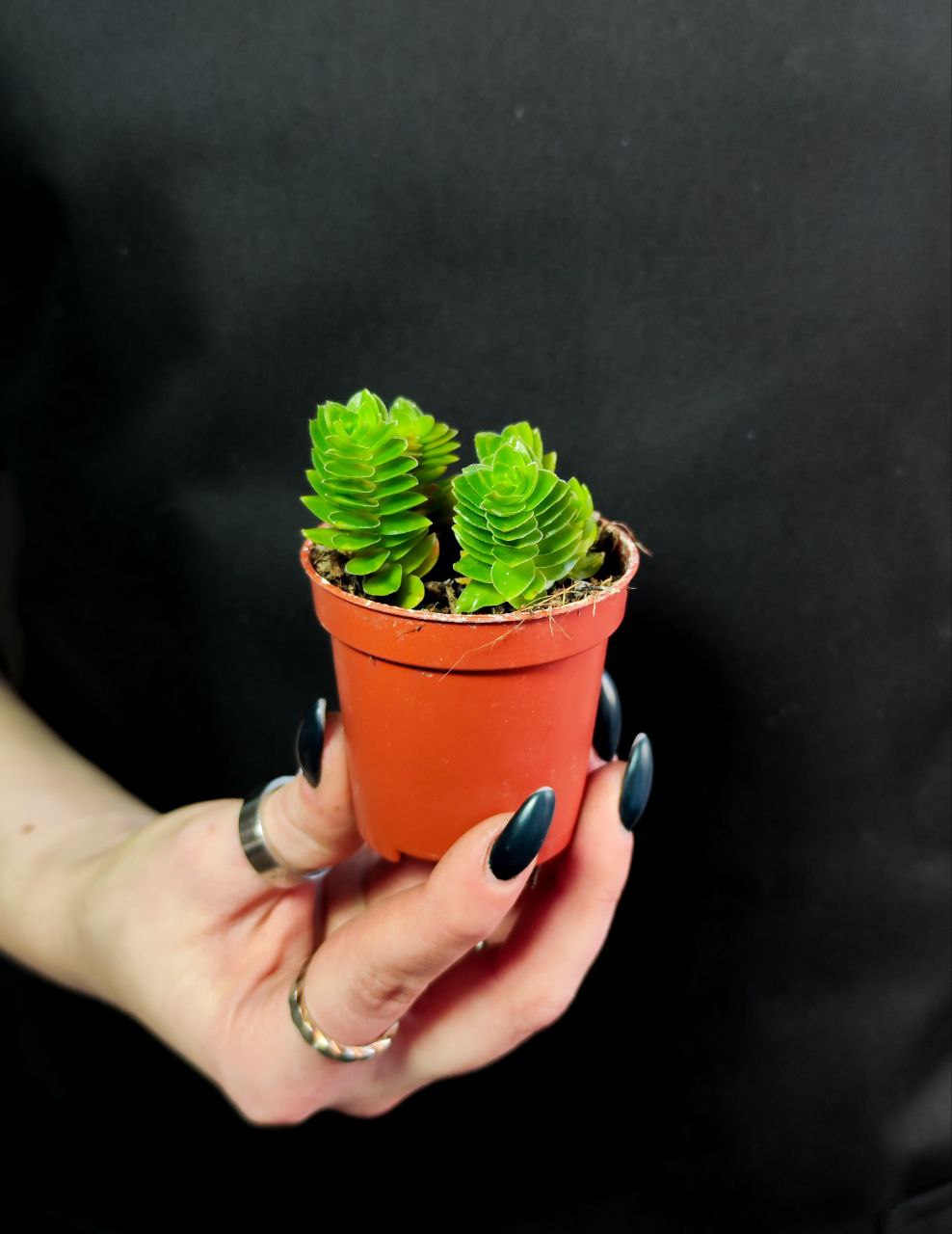 Крассула Эстагнол (Crassula Estagnol) D5см