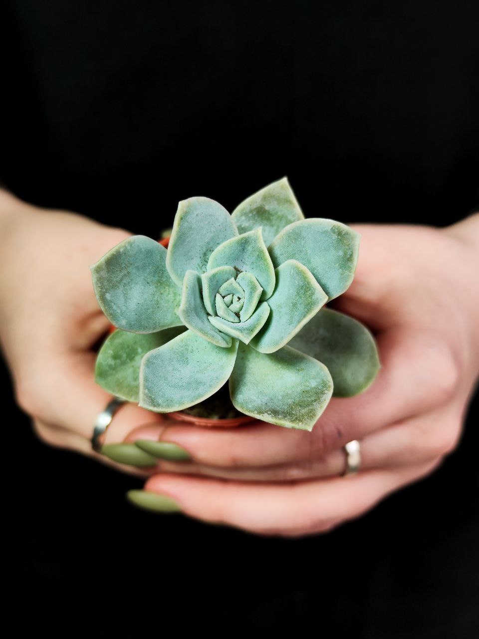 Граптоверия Лавли Роуз (Graptoveria Lovely Rose) D5см