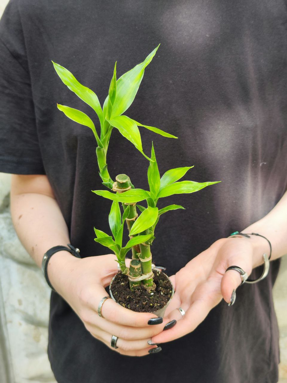 Бамбук Лаки, Драцена Сандериана (Dracaena Sanderiana Lucky Bamboo) D6см