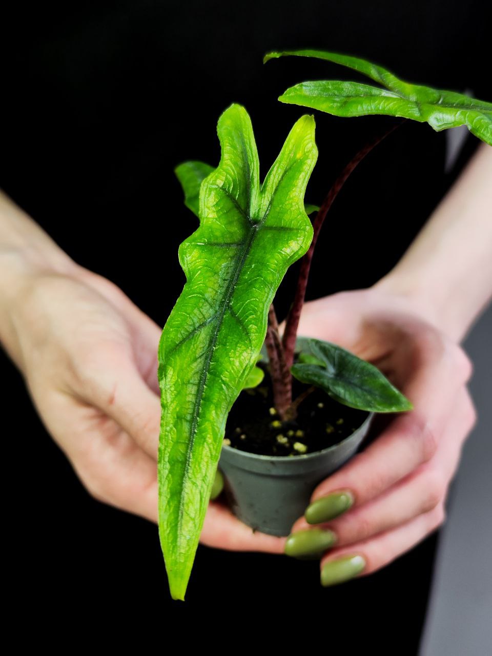 Алоказия Сабрина Нэрроу (Alocasia Sabrina Narrow) D6см