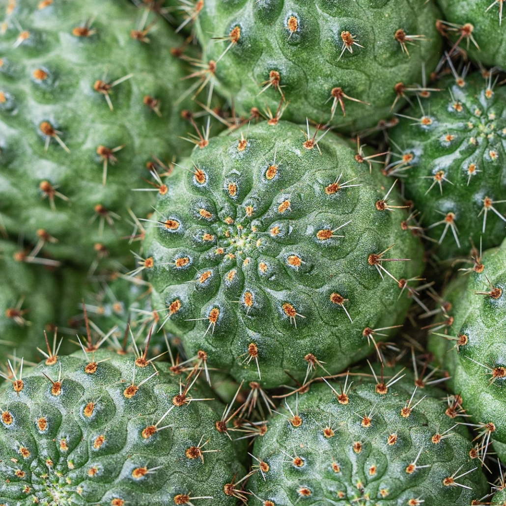 Ребуция Нитида (Rebutia Nitida) D5см