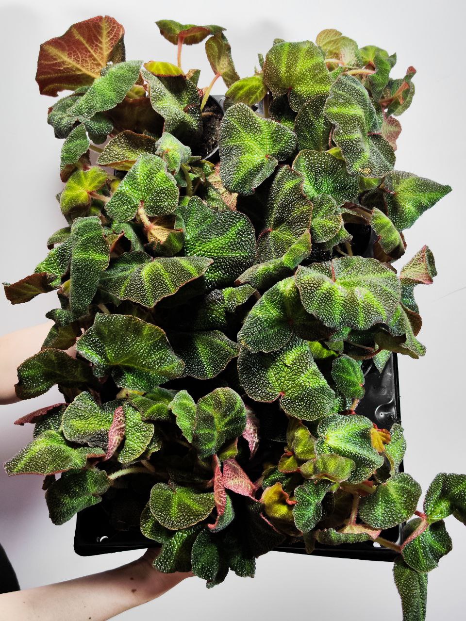 Бегония Соли-Мутата (Begonia Soli-Mutata) D12см