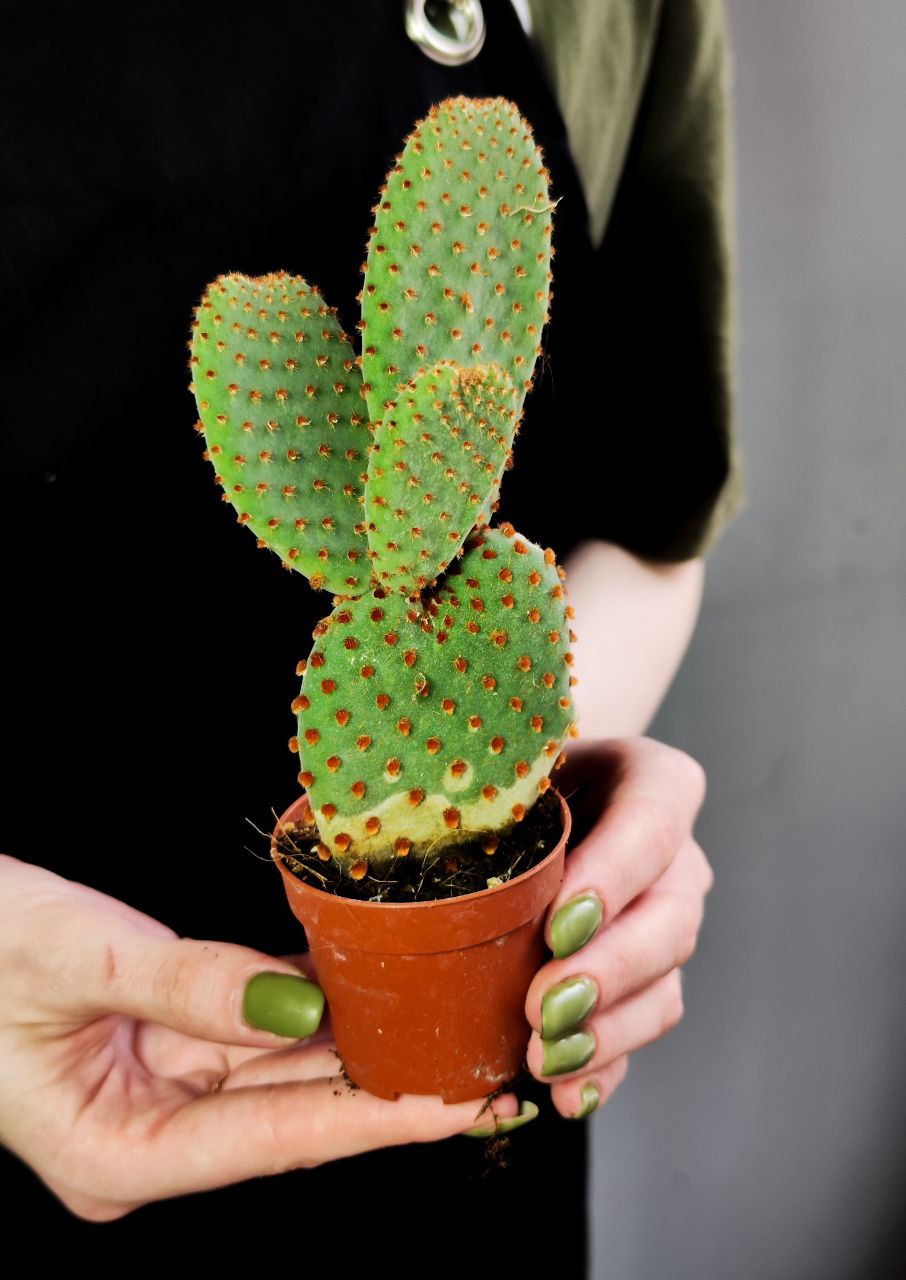 Опунция Микродасус Руфида (Opuntia Microdasys Rufida) D6см