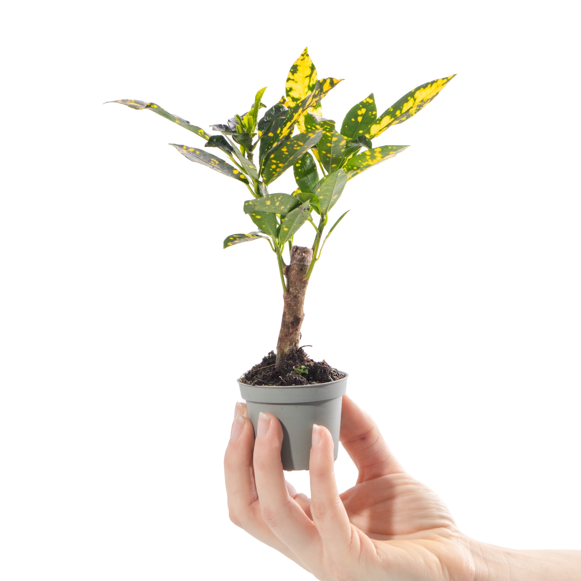 Кодиеум, или Кротон Аукуболистный (Codiaeum Aucubaefolia) D6см