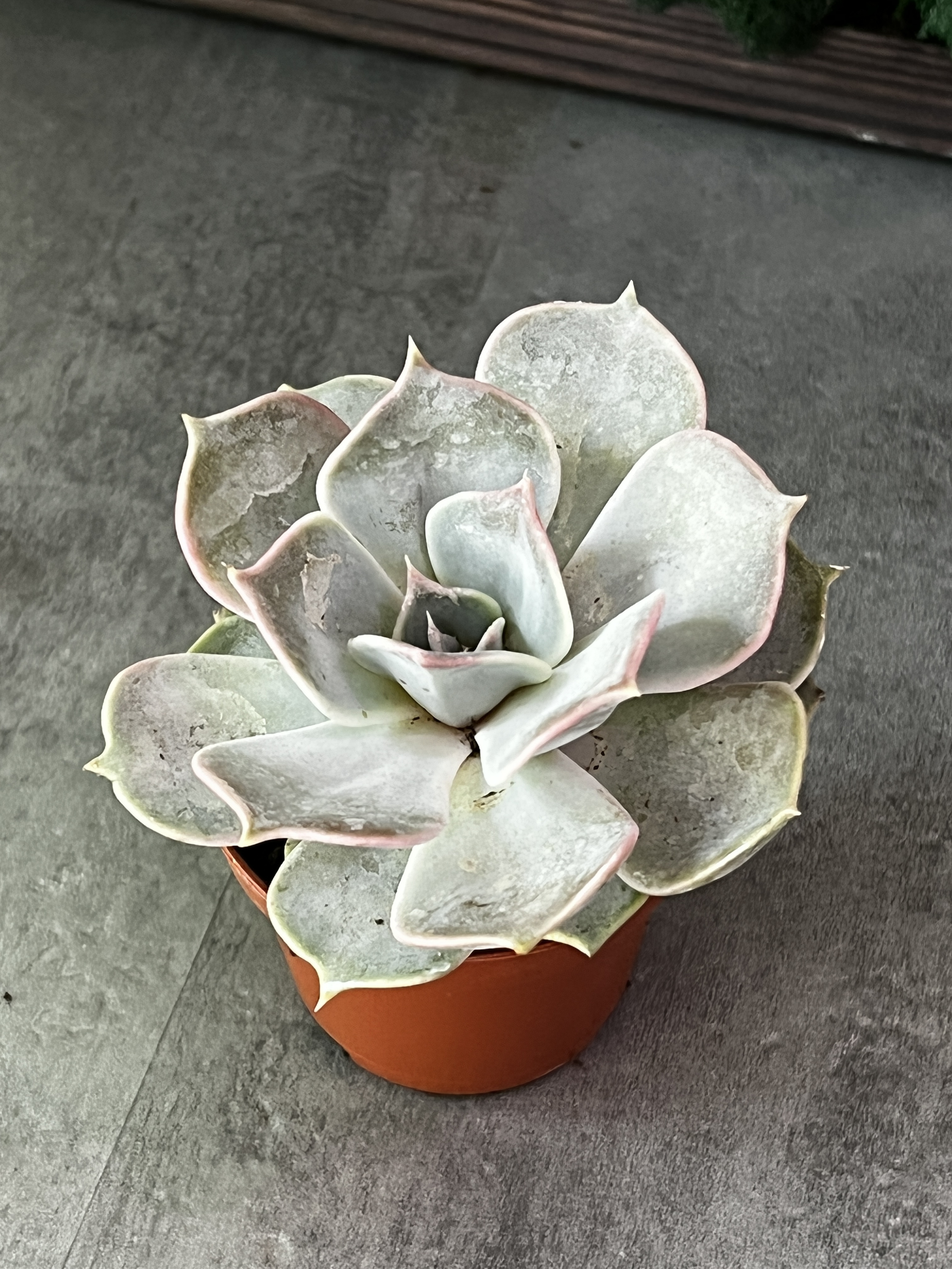 Эхеверия Лиловая, Лилацина (Echeveria Lilacina) D5см