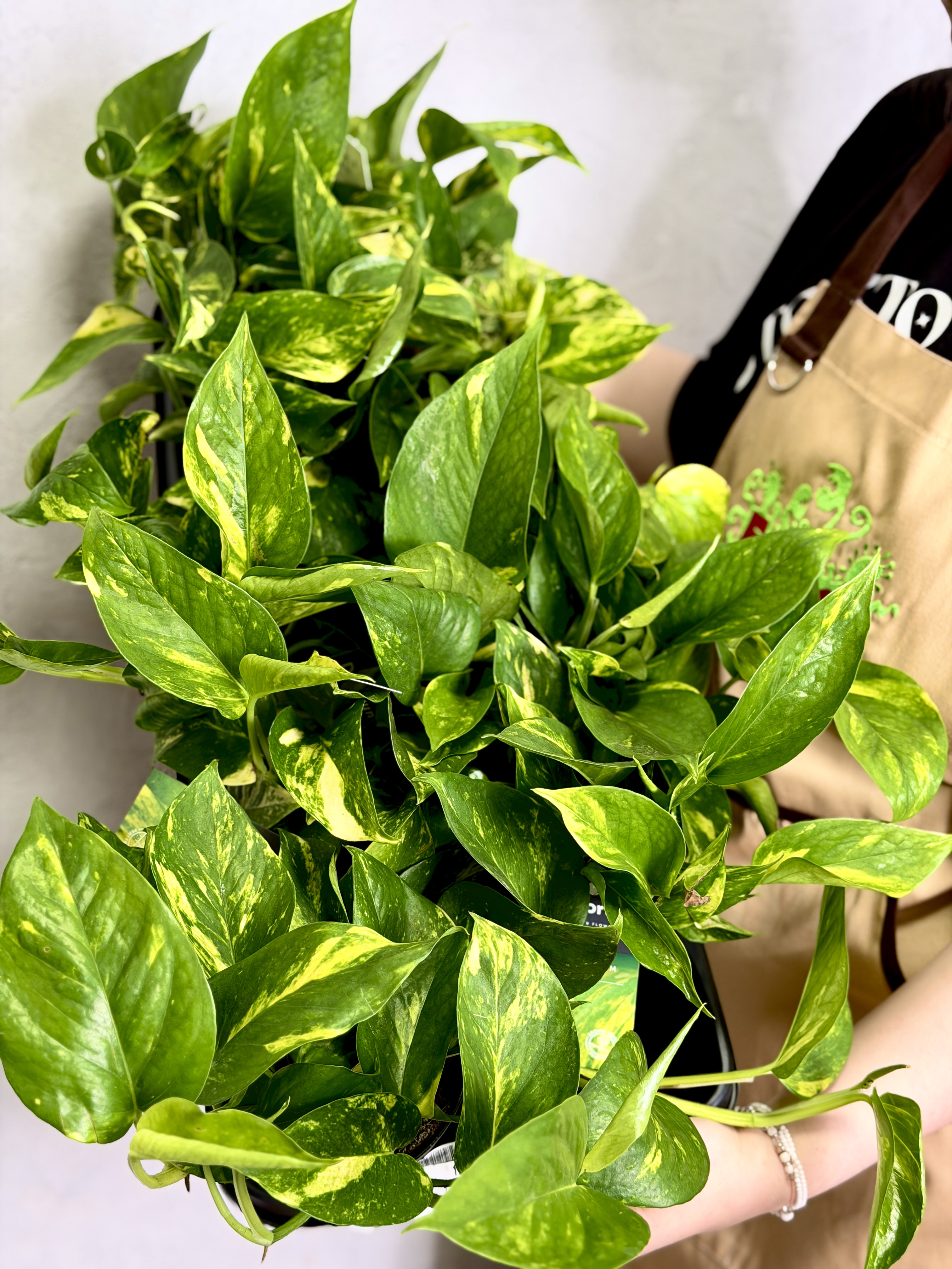 Эпипремнум Ауреум Золотистый (Epipremnum Pinnatum Aureum) D12см