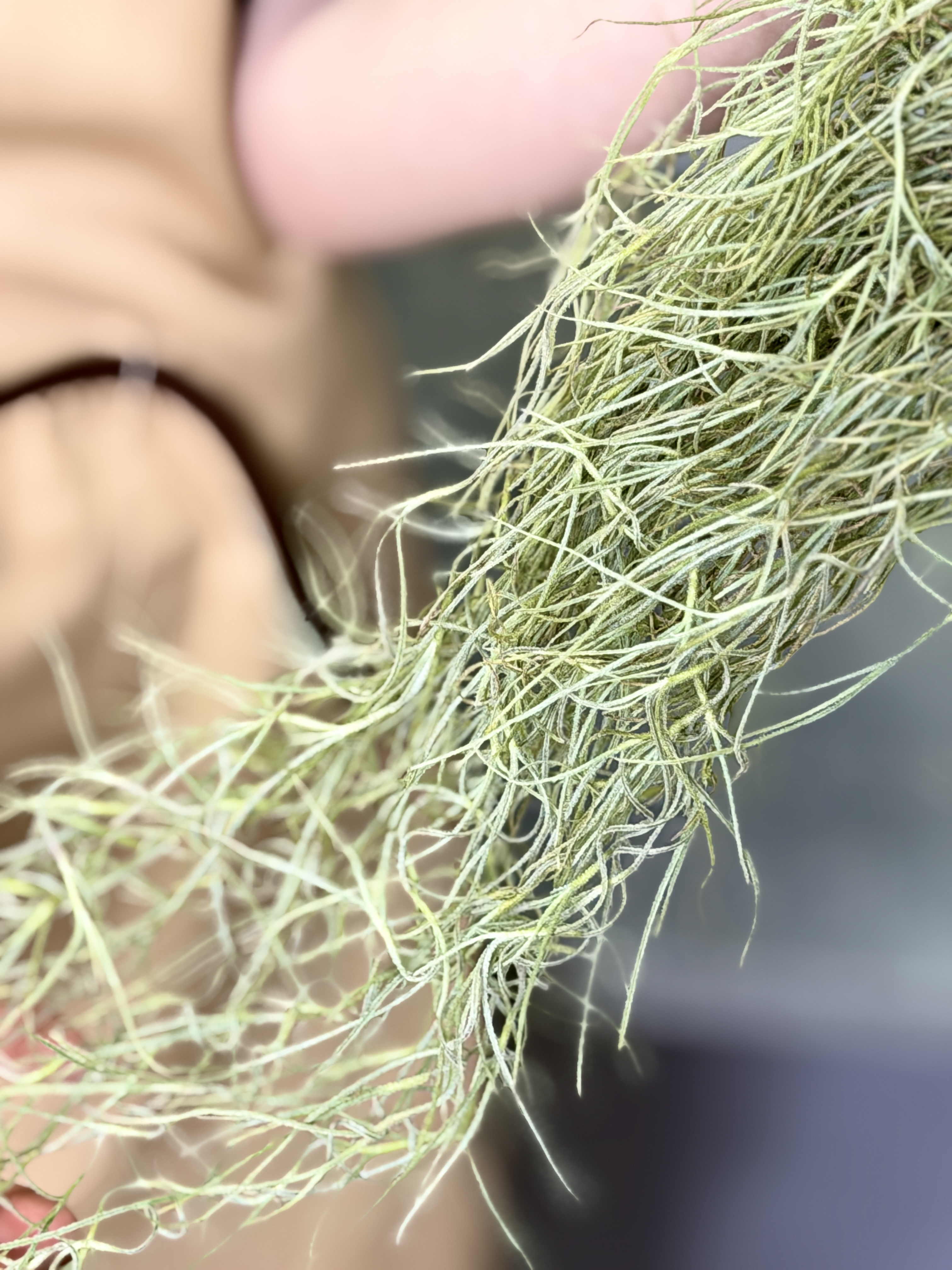 Тилландсия Уснеевидная Мини (Tillandsia Usneoides Mini)