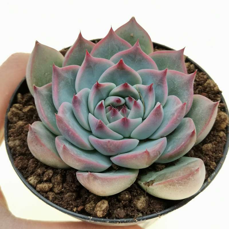 Эхеверия Линдсиана (Echeveria Lindsayana) D8см