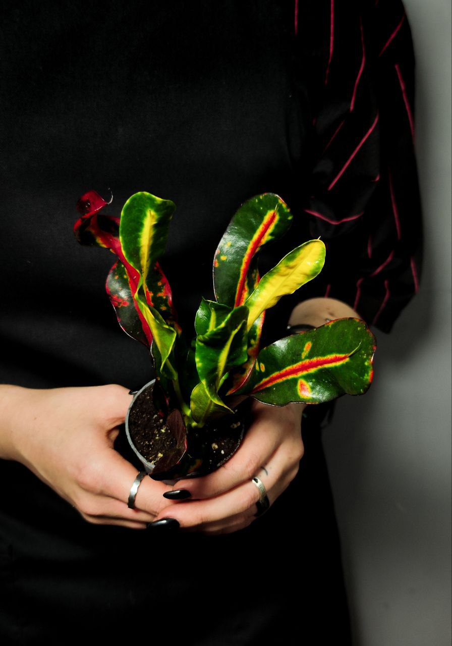 Кодиеум (Кротон) Мамми (Codiaeum Mammy) D6см