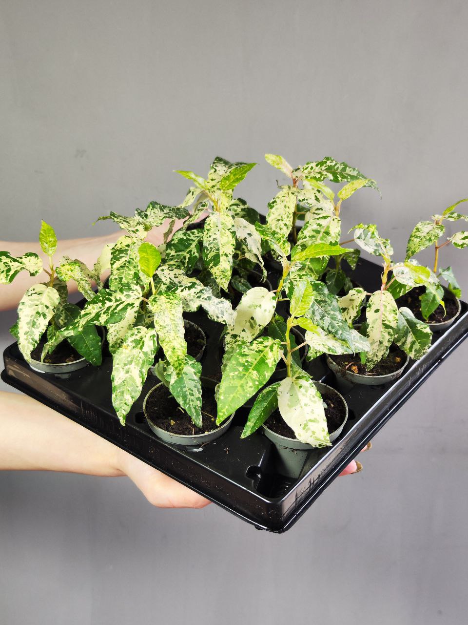 Фикус Альтиссима Нью Клон (Ficus Altissima New Clon) D6см