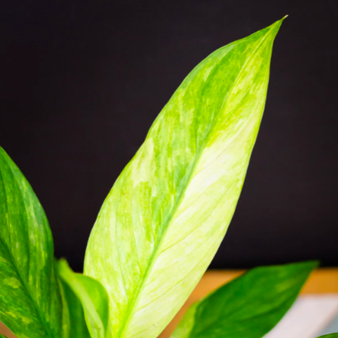 Спатифиллум Ауреа Вариегатный (Spathiphyllum Aurea Variegated) D10см