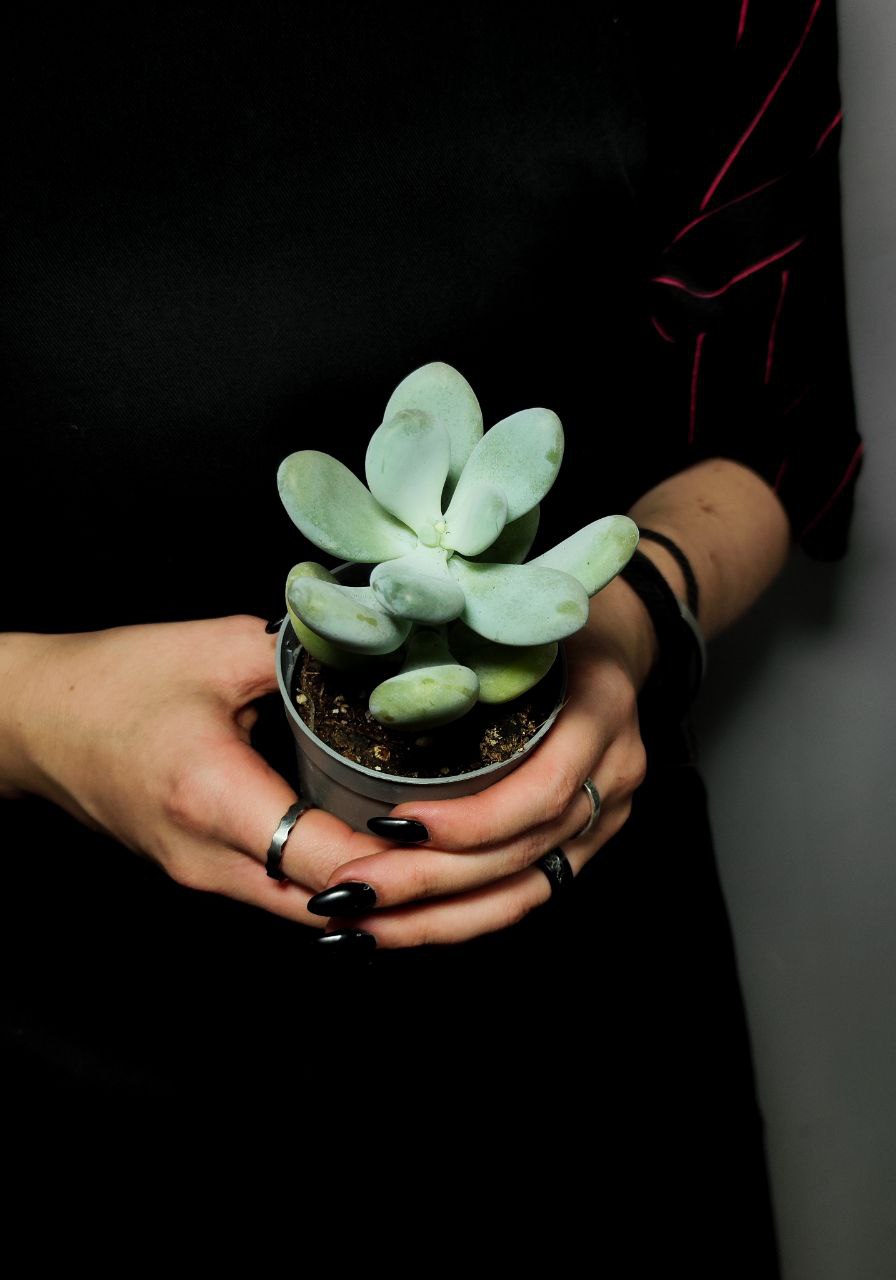 Пахифитум Яйценосный (Pachyphytum Oviferum) D6,5см