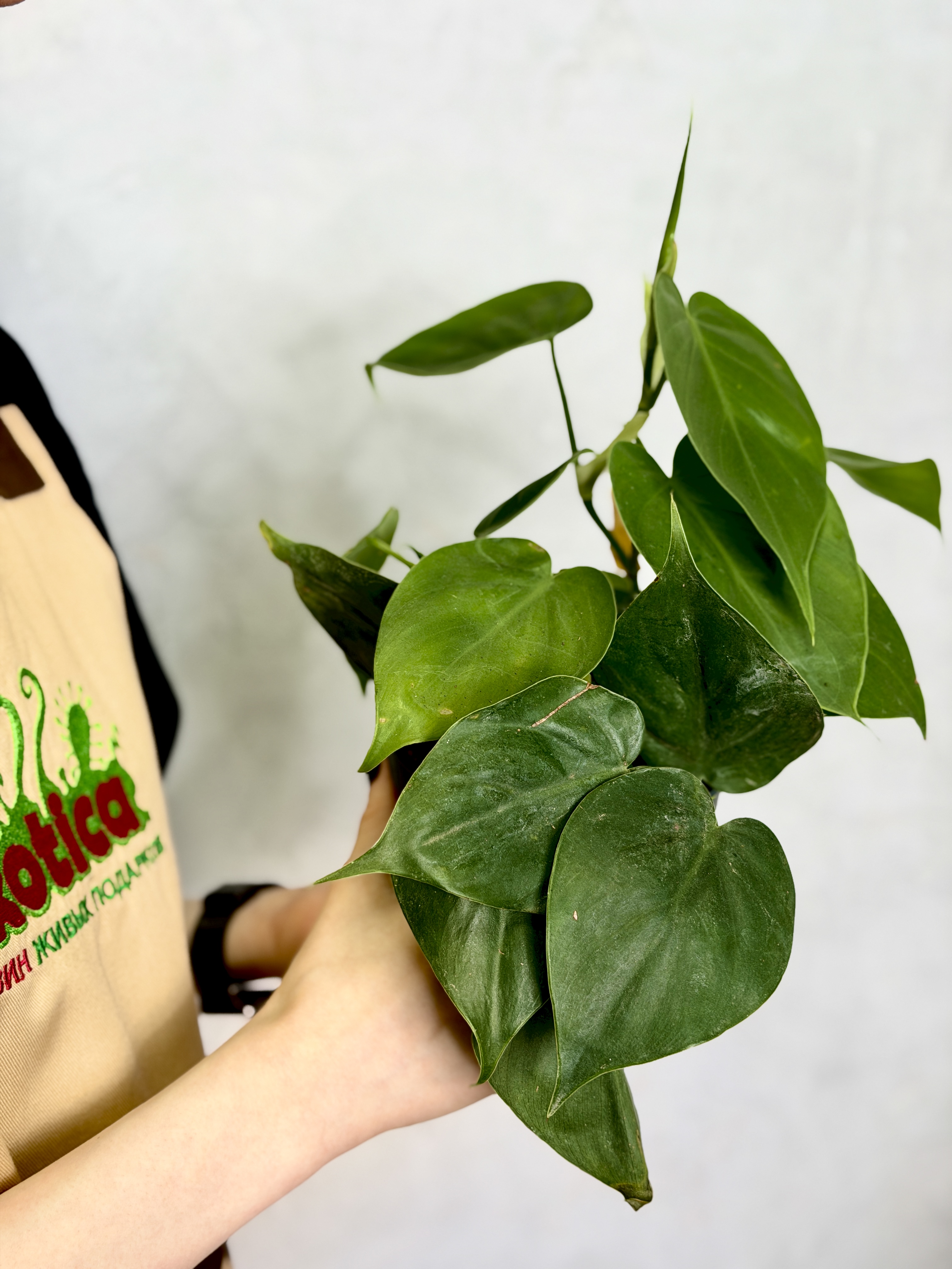 Филодендрон Сканденс Зелёный, или Сердцелистный Зеленый (Philodendron Scandens Green) D12см