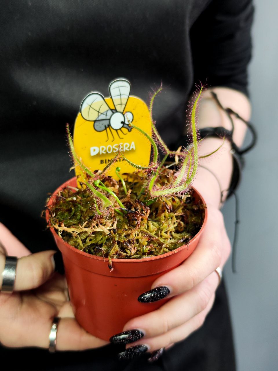 Росянка Бината (Drosera Binata) D9см