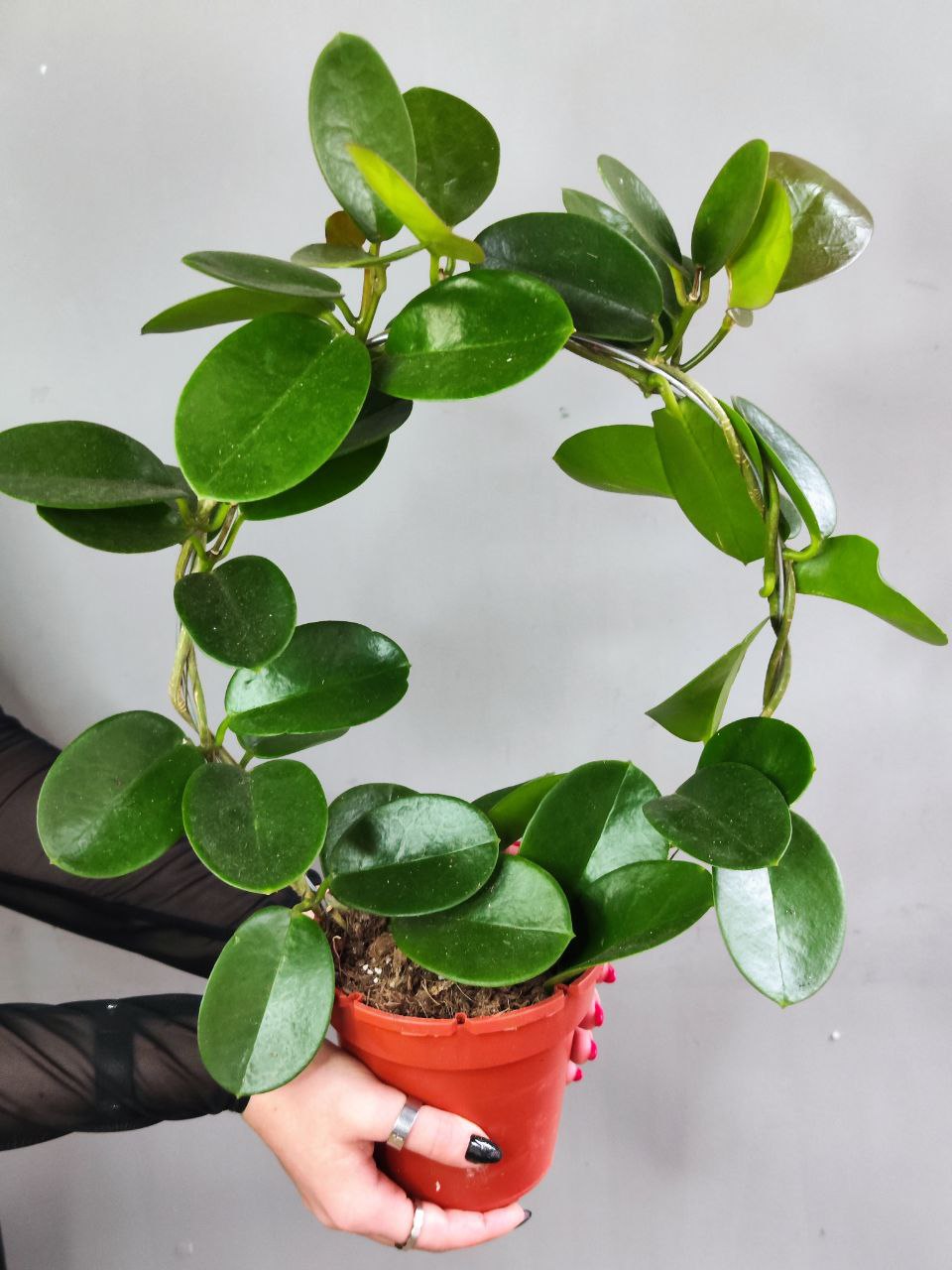 Хойя Аустралис на ободке (Hoya Australis) D12см