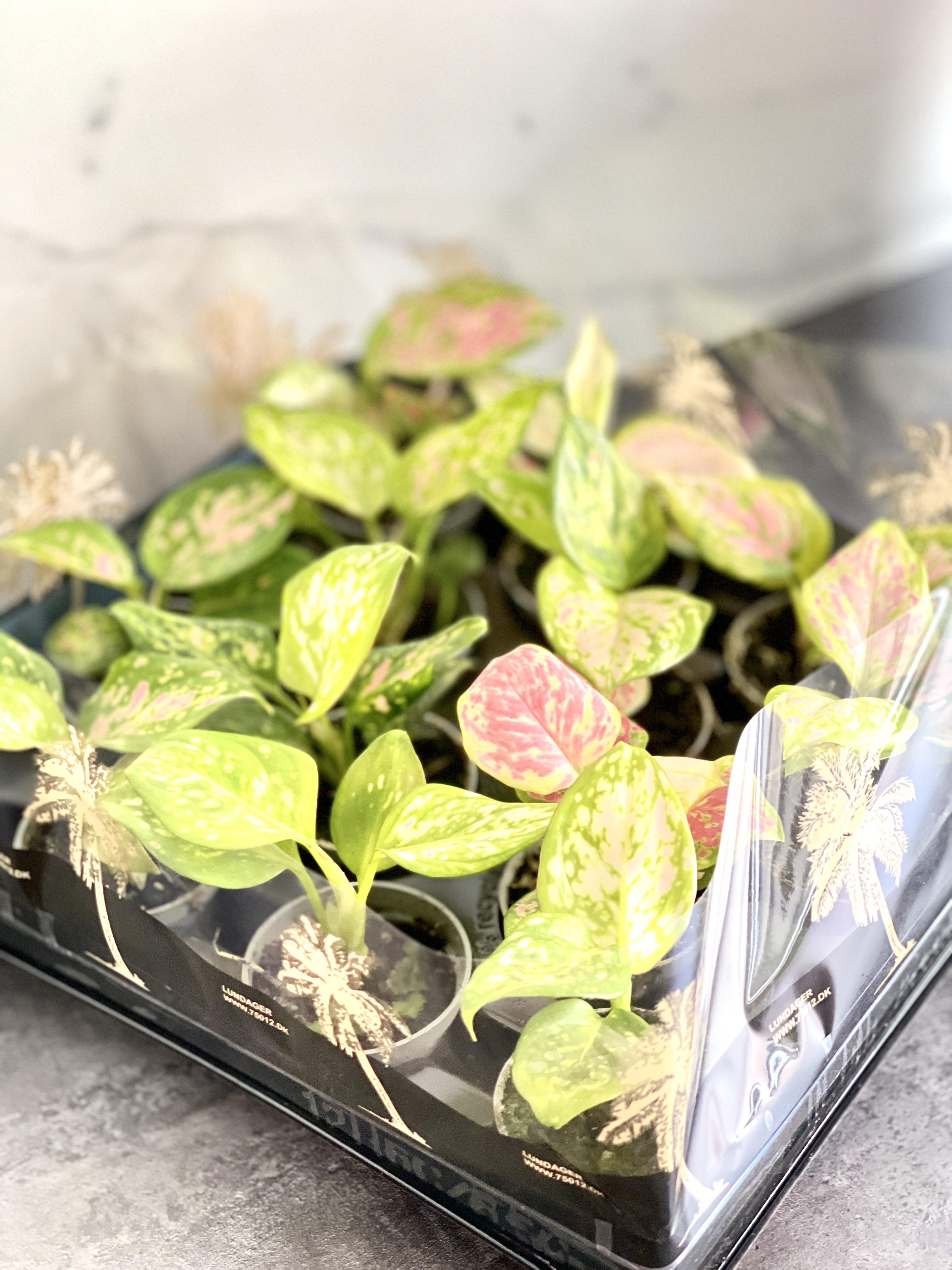 Аглаонема Ред Валентин, или Ред Валентайн (Aglaonema Red Valentine) D6см