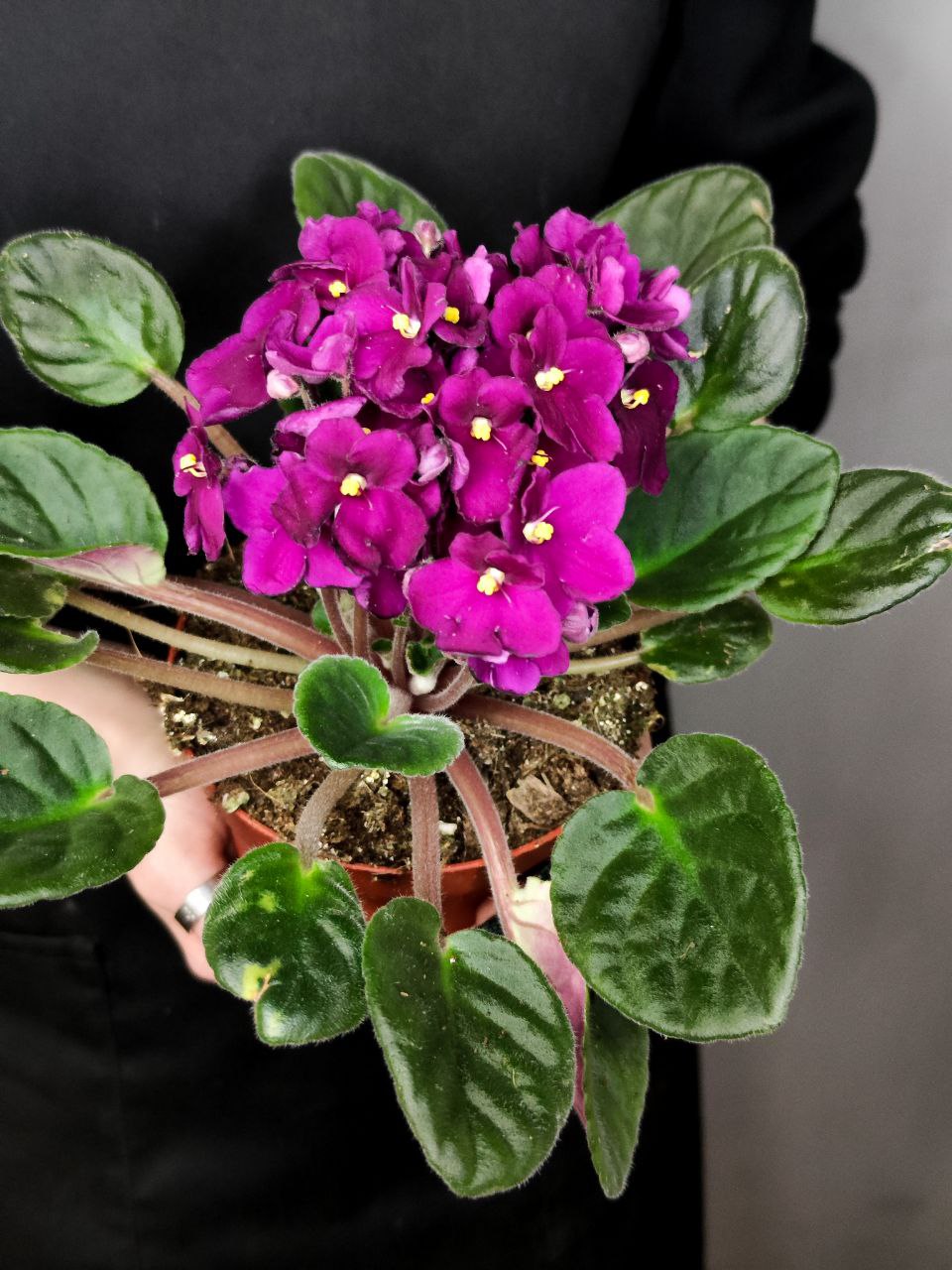 Сенполия Фуксия, или Фиалка (Saintpaulia Fuchsia) D10см
