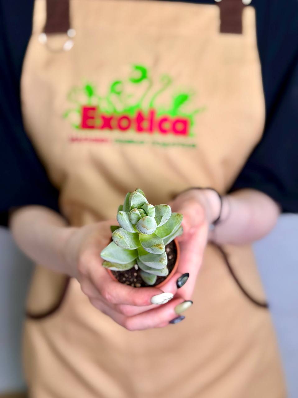 Крассула Мунглоу, или Лунное Свечение (Crassula Moonglow) D5cм