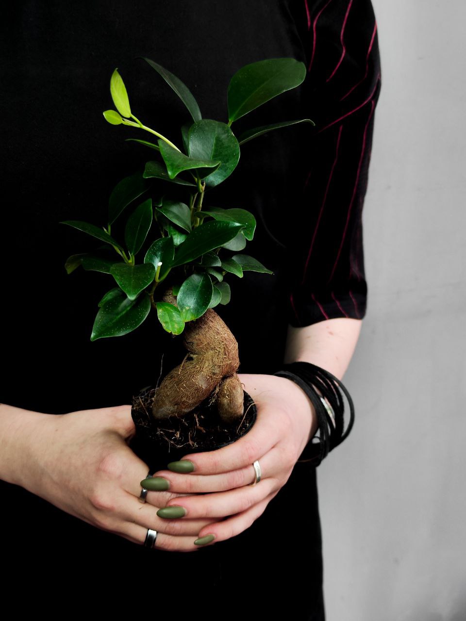 Фикус Гинсенг, или Фикус Женьшень (Ficus Ginseng) D7см
