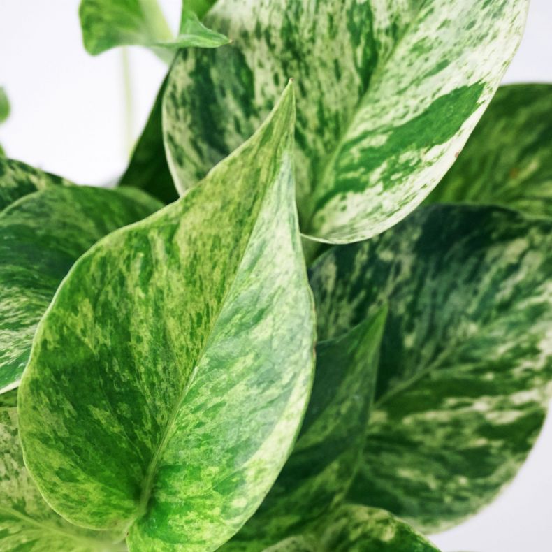 Эпипремнум Марбл Квин, Сциндапсус (Epipremnum Pinnatum Marble Queen) D6см
