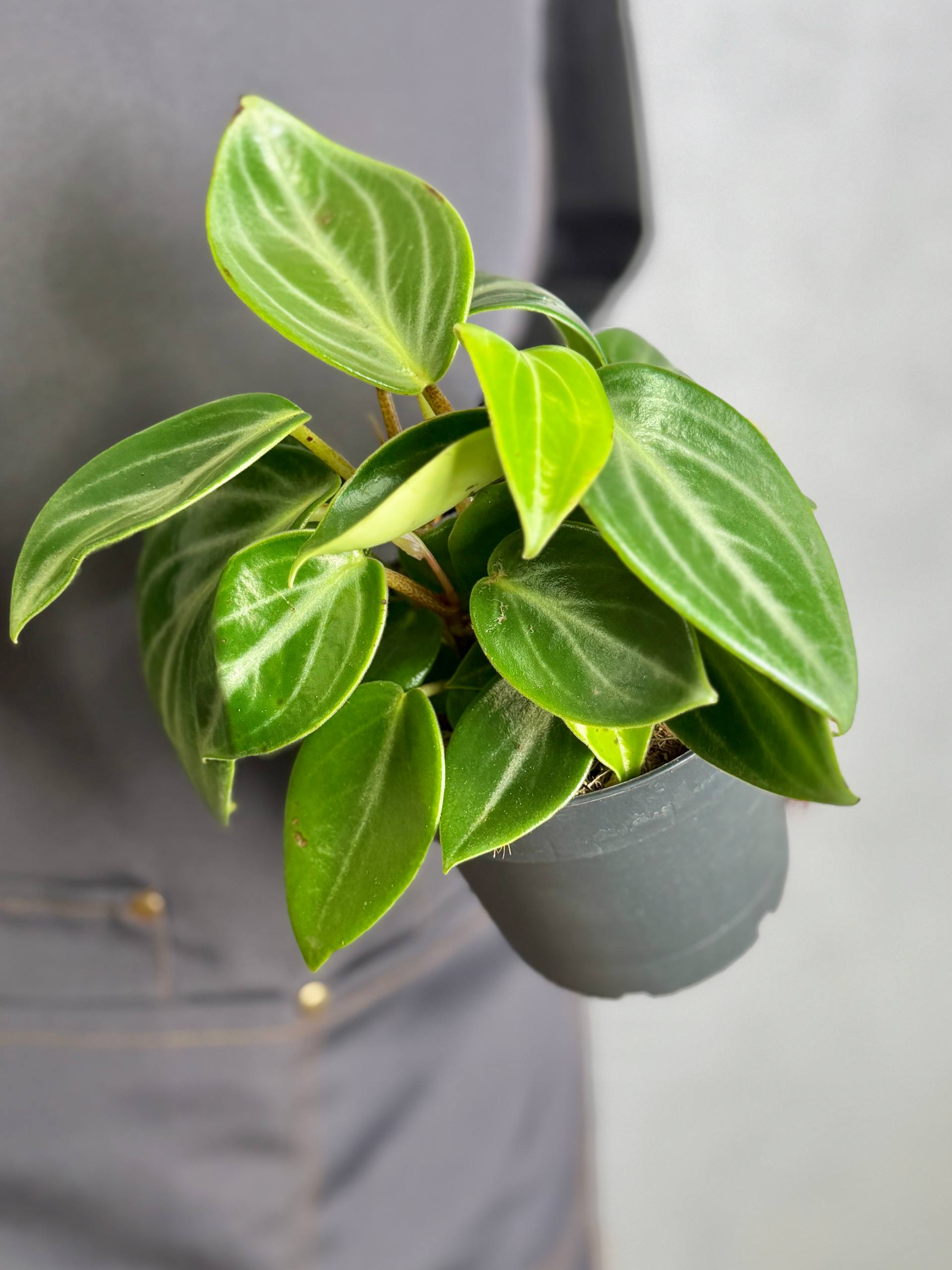 Пеперомия Саркофилла (Peperomia Sarcophylla) D12см