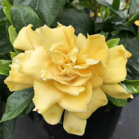 Гардения Жасминовидная Голден Мэджик (Gardenia Jasminoides Golden Magic) D12см