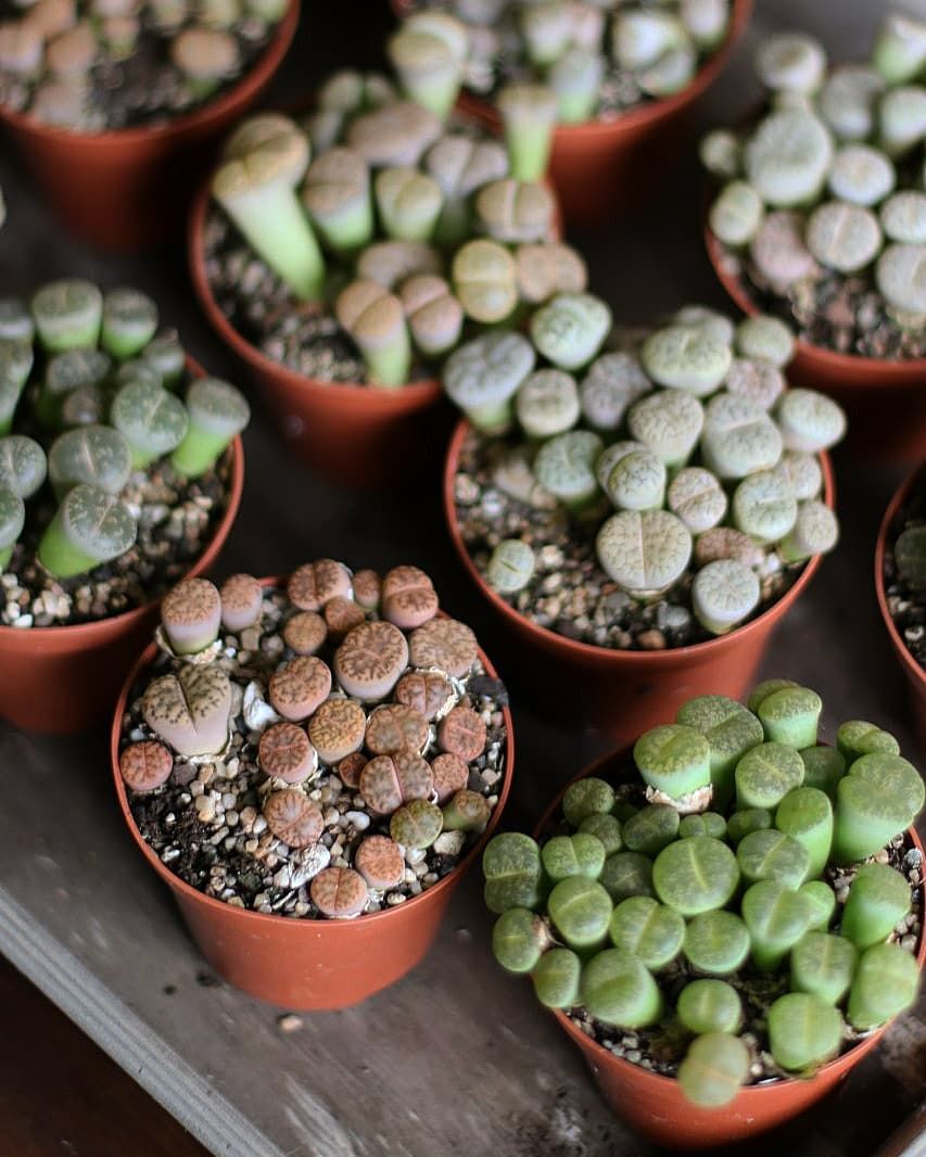 Буро-Коричневые Литопсы Аукамп (Lithops Aucampiae) D8см