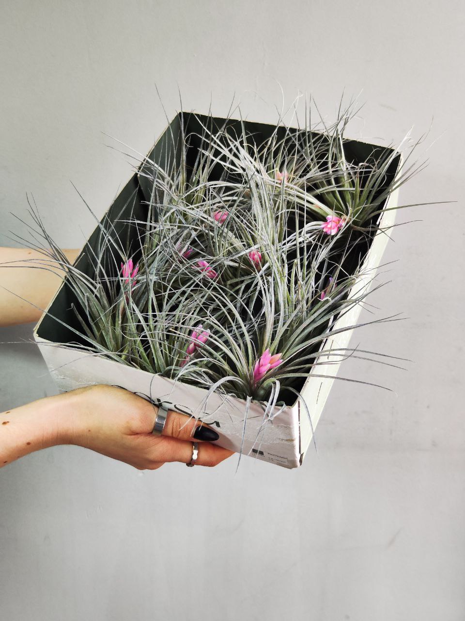 Тилландсия Хьюстон (Tillandsia Houston)