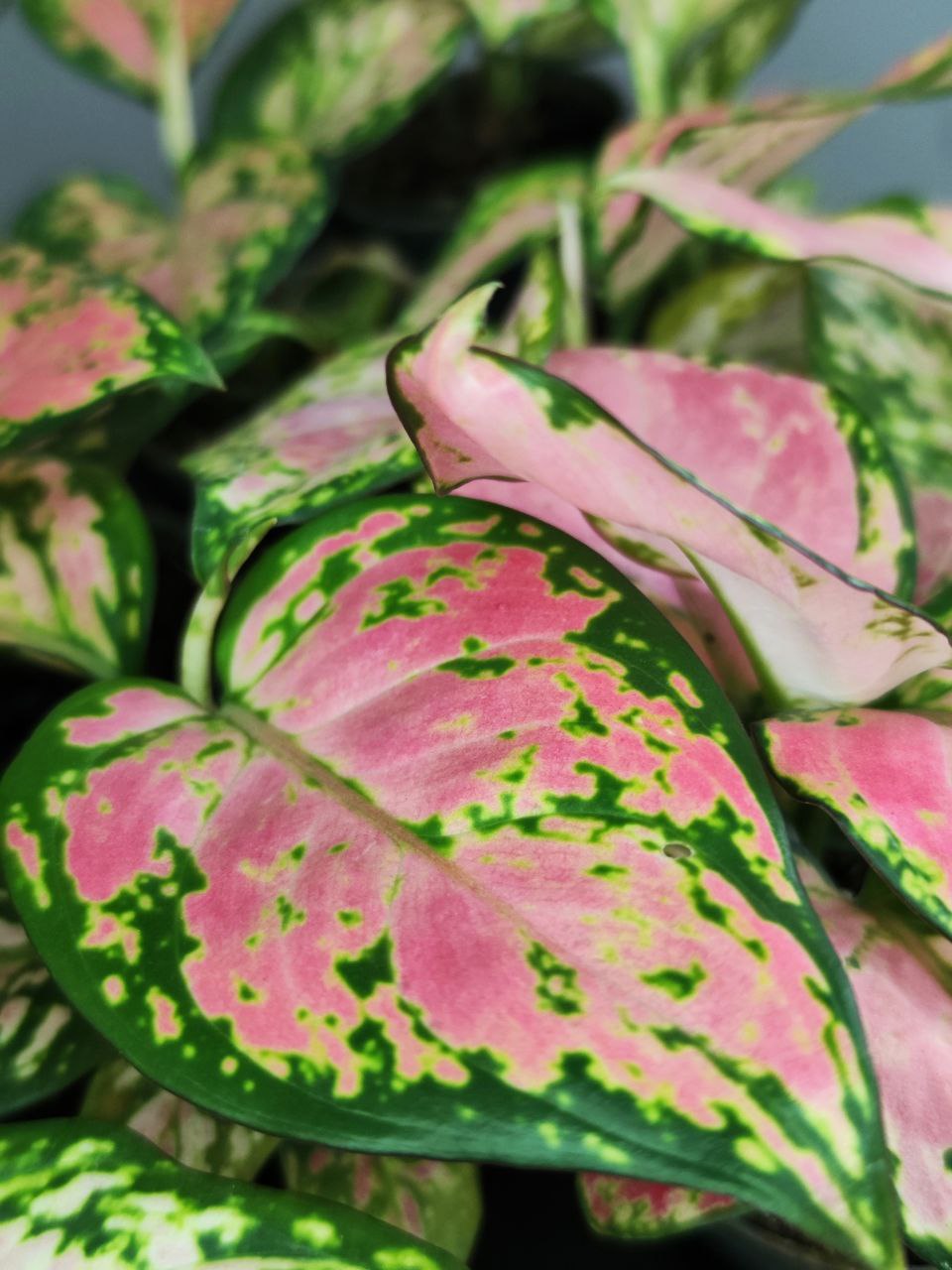 Аглаонема Красный Циркон (Aglaonema Red Zirkon) D6см