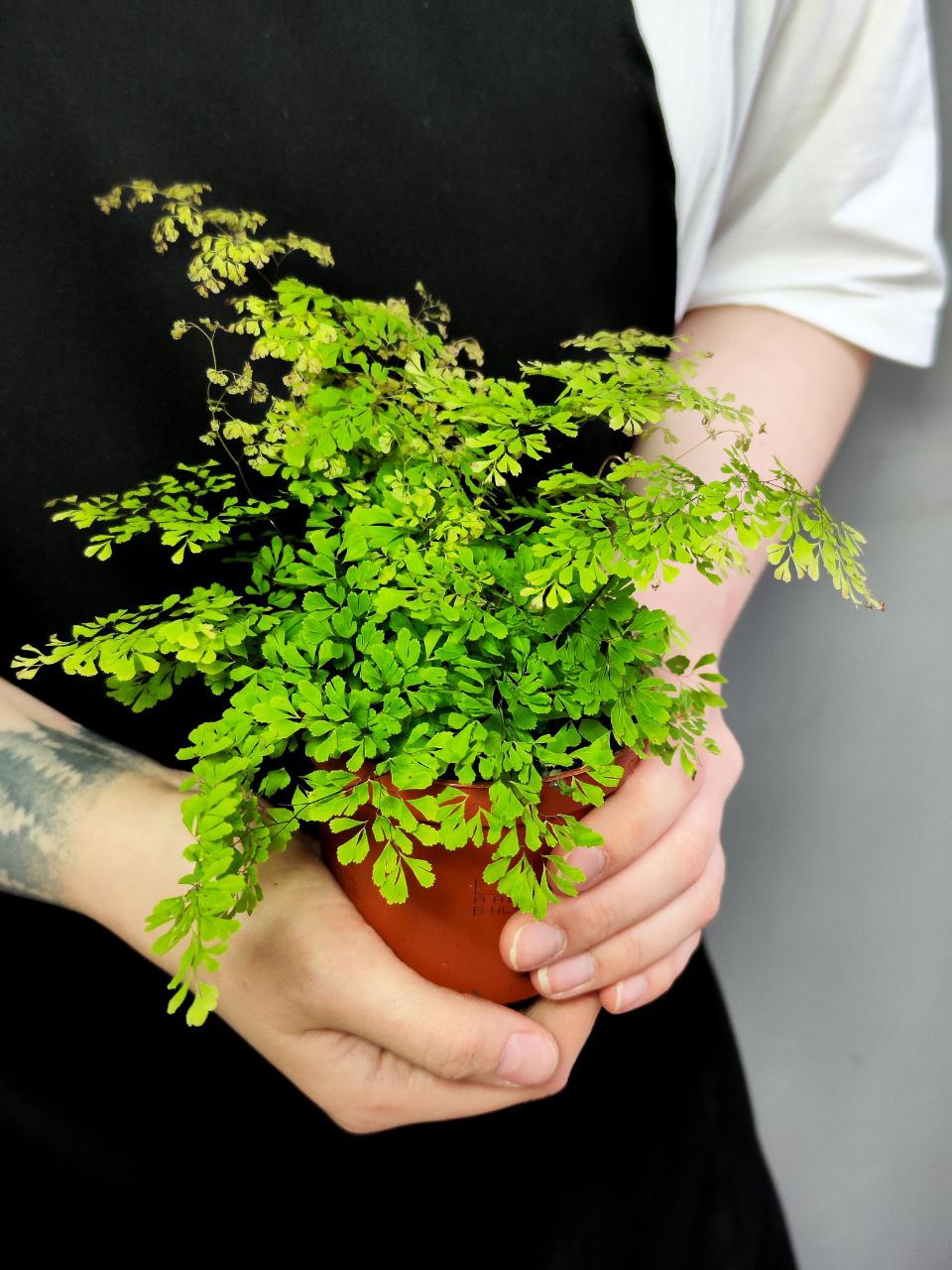 Папоротник Адиантум Микрофилум (Adiantum Microphyllum) D8,5см