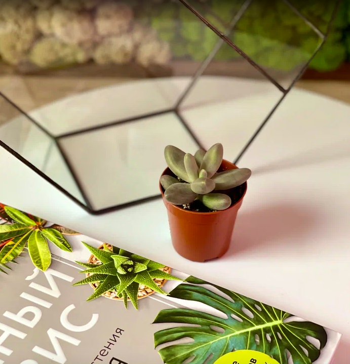 Пахифитум Овиферум Даймонд (Pachyphytum Oviferum Diamond) D5см