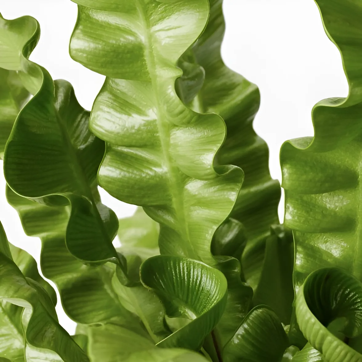Асплениум Криспи Вейв (Asplenium Crispy Wave) D9см